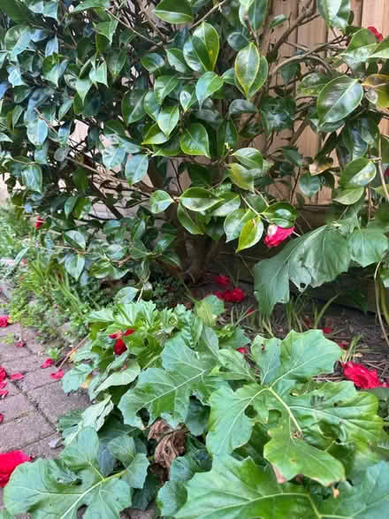 Photo of free Camellia Bush (Cardiff) #2