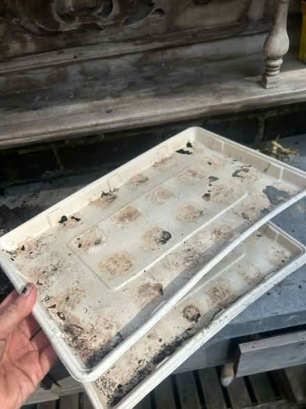 Photo of free Seed trays x4 (Milton) #2