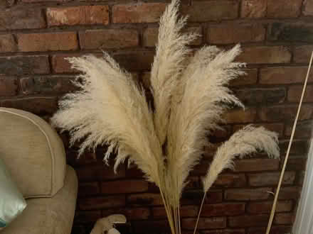 Photo of free Pampas grass x 10 (Cheadle Hulme SK7) #1