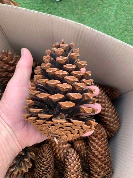 Photo of free Pine cones (Middlestone Moor DL16) #2