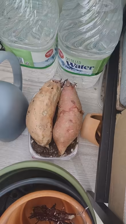 Photo of free Sweet potato slips (Central District) #2
