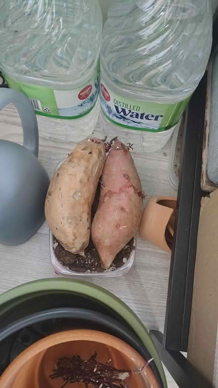Photo of free Sweet potato slips (Central District) #2