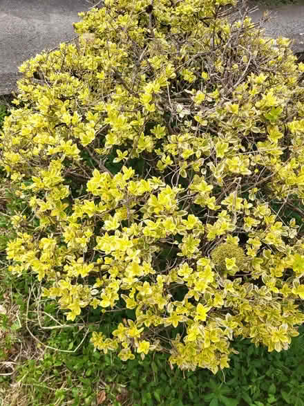 Photo of free Established shrubs (Burton-in-Kendal LA6) #3