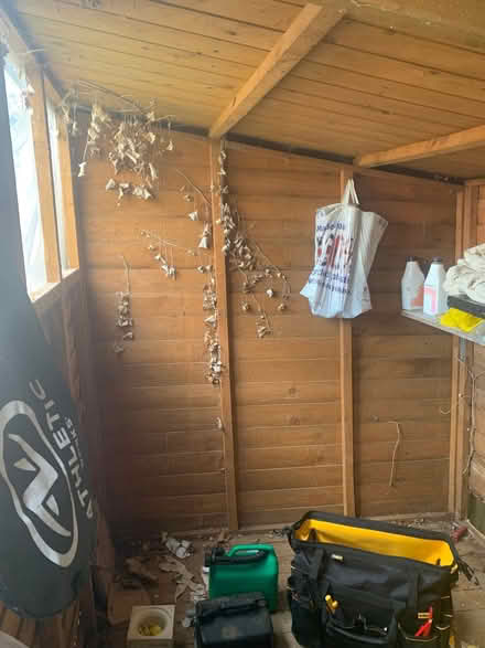 Photo of free Garden shed (Temple Cowley OX4) #2