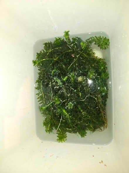 Photo of free Live fishtank plants (West Croydon CR0) #1