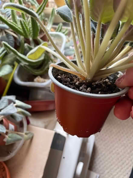 Photo of free African violet plants (South Hounslow off Central Av) #2
