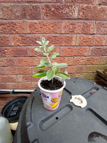 Photo of free Seneico shrub (Lower Earley RG6) #1