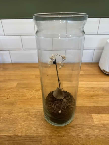 Photo of free Glass vase for indoor plants (Wood Green N22) #1