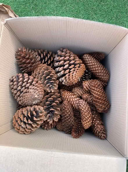 Photo of free Pine cones (Middlestone Moor DL16) #1