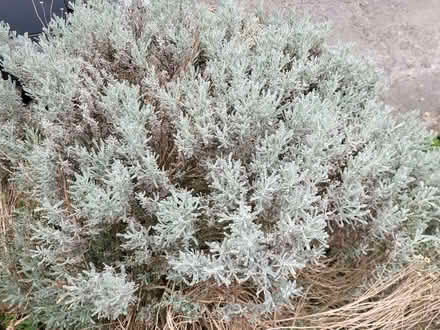 Photo of free Established shrubs (Burton-in-Kendal LA6) #2