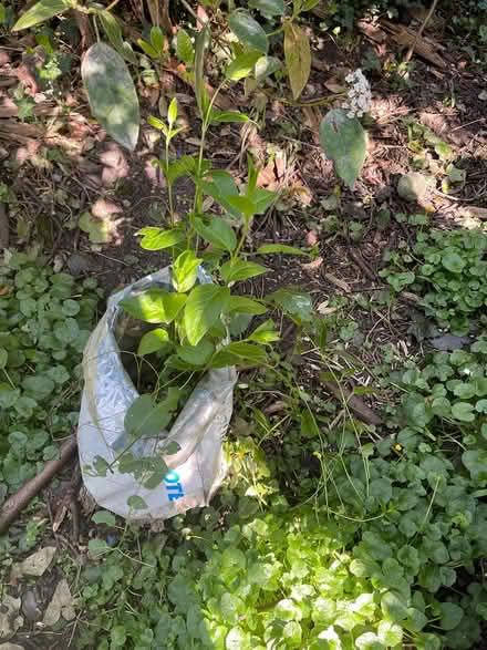 Photo of free Vinca major plant (Finsbury Park N4 2QQ) #2