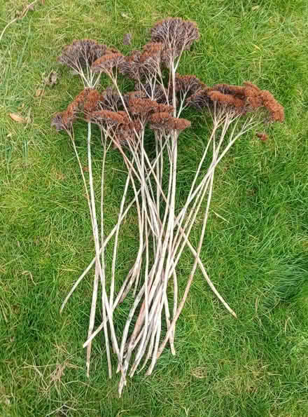 Photo of free Dried flowers - "Autumn Glory" sedum - seed heads (Bicester OX26) #1