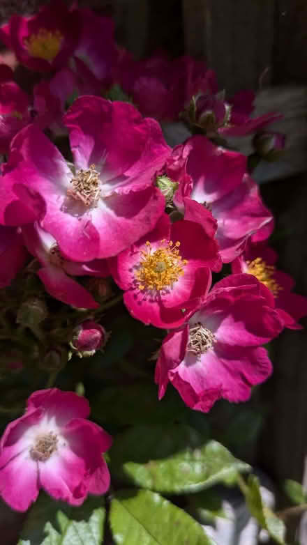 Photo of free Bare root of dug up multi head rose. (Stone Cross BN23) #2