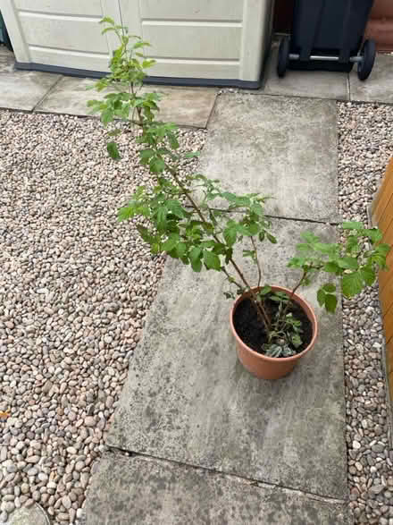 Photo of free Raspberry plant (Emerson’s green, BS16) #1