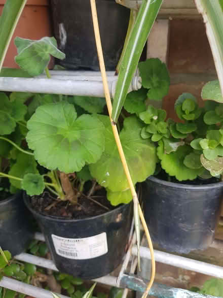 Photo of free pelargoniums (geraniums) Outdoor/Indoor (Loughborough LE11) #2