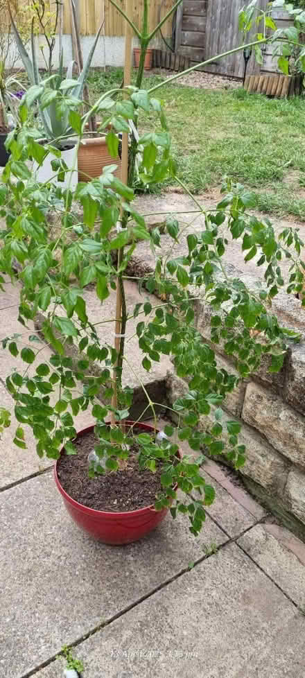 Photo of free Ficus plant (Worksop) #1