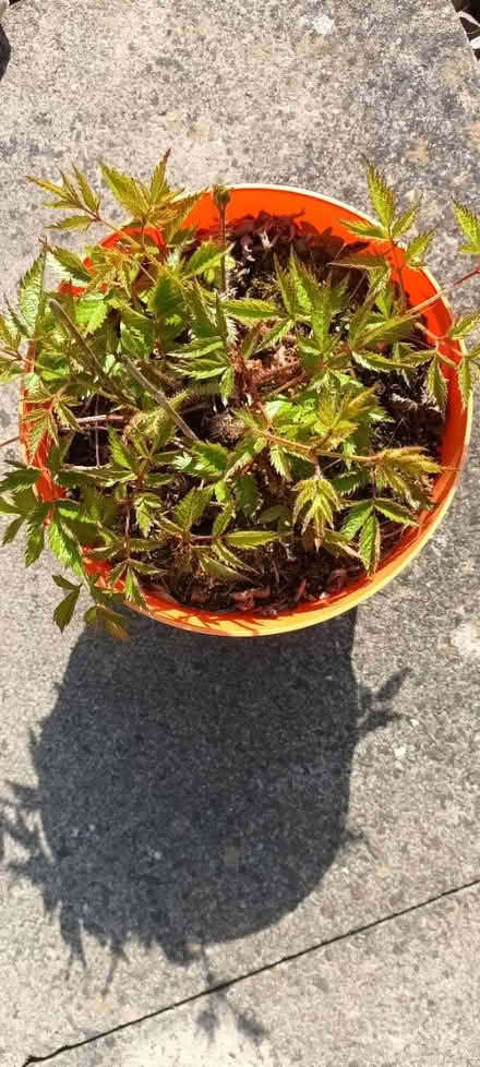Photo of free Astilbe Plant (S20 Waterthorpe) #1