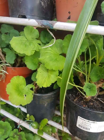 Photo of free pelargoniums (geraniums) Outdoor/Indoor (Loughborough LE11) #1