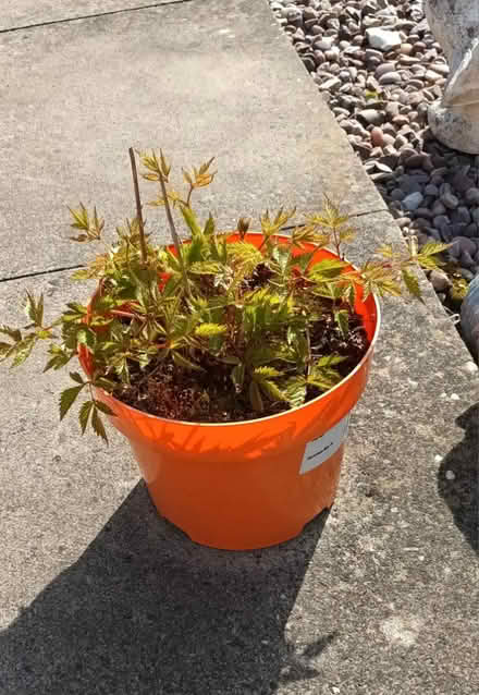 Photo of free Astilbe Plant (S20 Waterthorpe) #2
