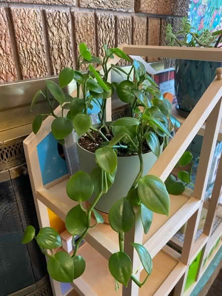 Photo of free Plant cuttings for transplanting (Hurontario & Eglinton) #1