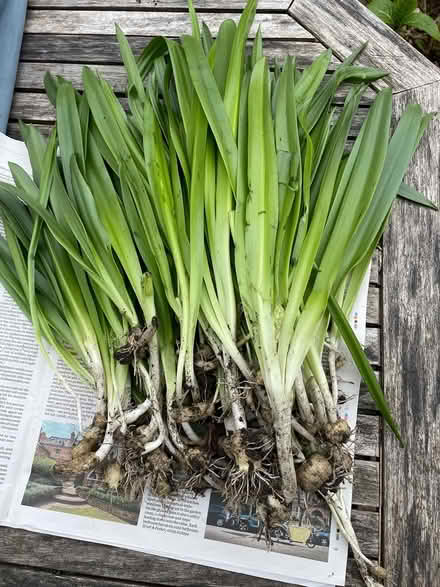 Photo of free Growing bluebells (Headingley LS6) #1