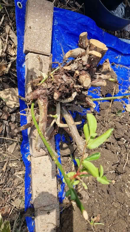 Photo of free Bare root of dug up multi head rose. (Stone Cross BN23) #1
