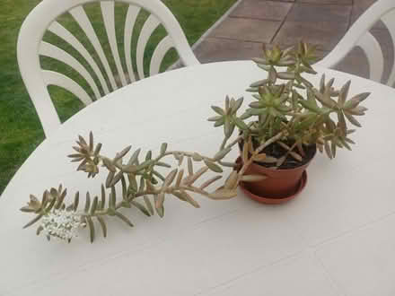 Photo of free Succulent plant in flower (Kingswinford DY6) #1
