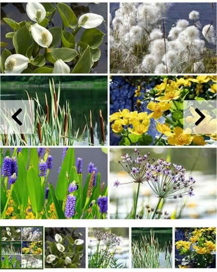 Photo of Pond plants (Warwickshire CV34) #1