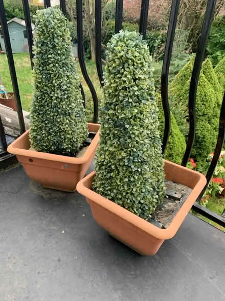Photo of free Outdoor Plastic plants (Durham DH1) #1