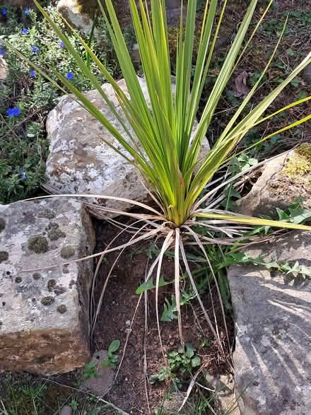 Photo of free Various stones/boulders (Greenhill S8) #2