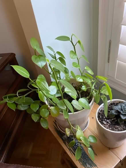 Photo of free Plant cuttings for transplanting (Hurontario & Eglinton) #2