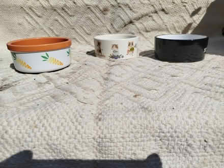 Photo of free Pet Feeding Bowl (Catton NR6) #1