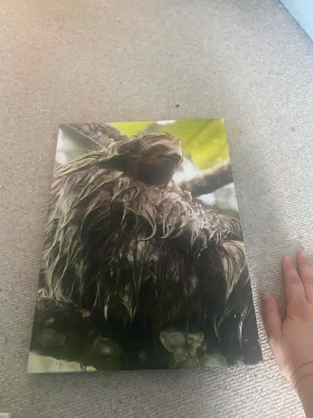 Photo of free Sloth photo (Cambridge CB1 - Coleridge Road) #1