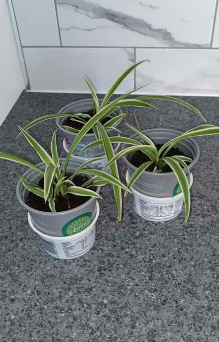 Photo of free Young Spider Plants (S20 Waterthorpe) #1