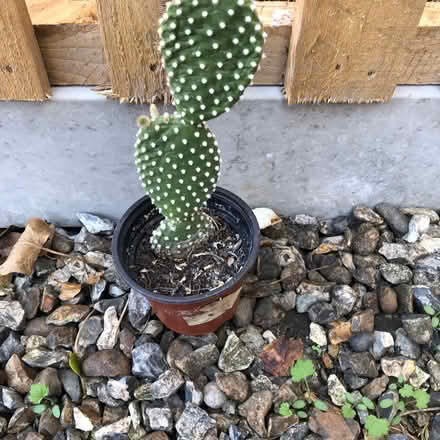 Photo of free Bunny ears cacti (Westbury BA13) #1