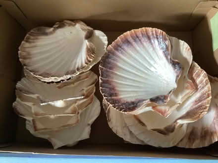 Photo of free Shells (Hanley Swan WR8) #1