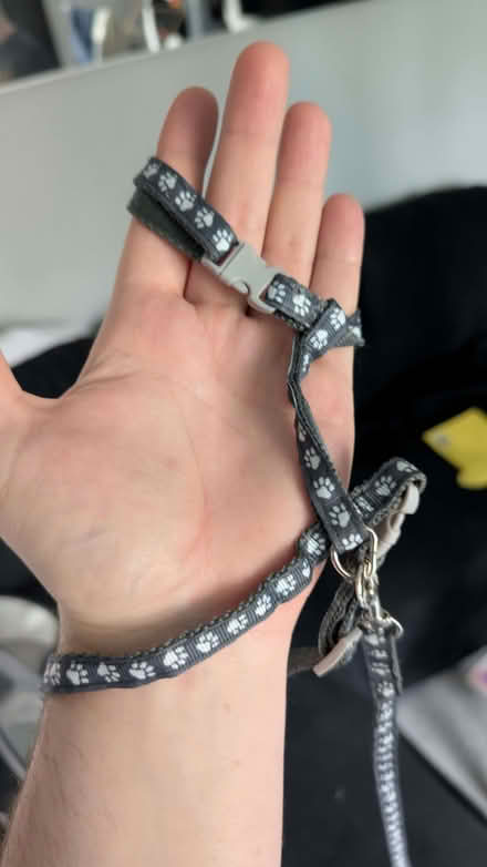 Photo of free Cat or small dog ruck sack and harness (Belle Vue WF1) #4