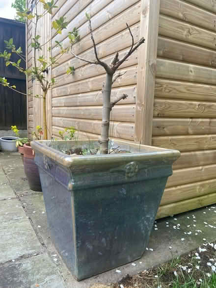 Photo of free Plant pot with Fig Plant (Middlewich CW10) #1