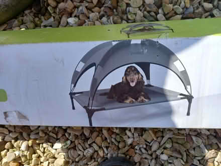 Photo of free Dog bed with sun shade x2 (Gunby NG33) #2