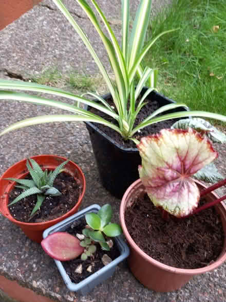 Photo of free House plants (Low Fell NE9) #1
