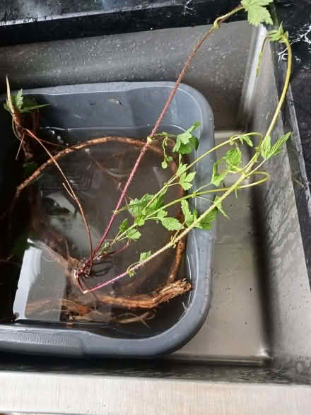 Photo of free Hop roots (Rainham ME8) #1
