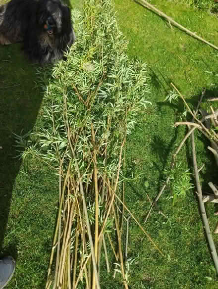 Photo of free Willow (Craiglockhart EH14) #1