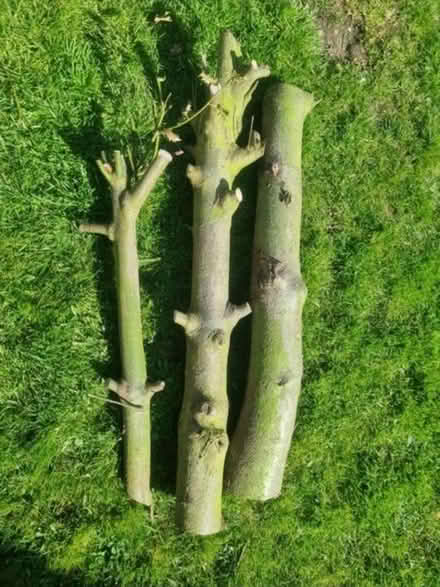 Photo of free Wood 🪵 Logs (Enfield EN3) #1