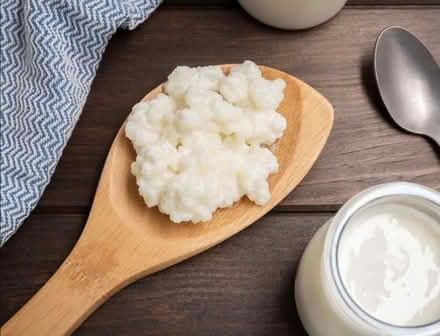 Photo of free Kefir “grains” (north Lake City) #1