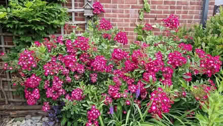 Photo of free Bare root of dug up multi head rose. (Stone Cross BN23) #3