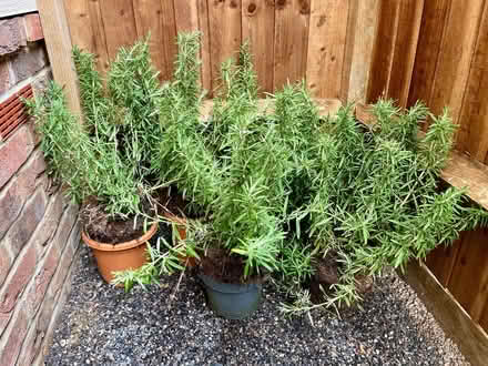 Photo of free 6 x Rosemary Plants (Kings Chase SO51) #1
