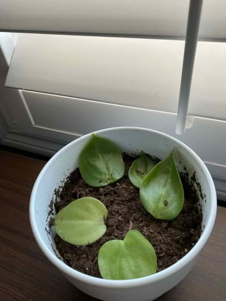 Photo of free Plant cuttings for transplanting (Hurontario & Eglinton) #3