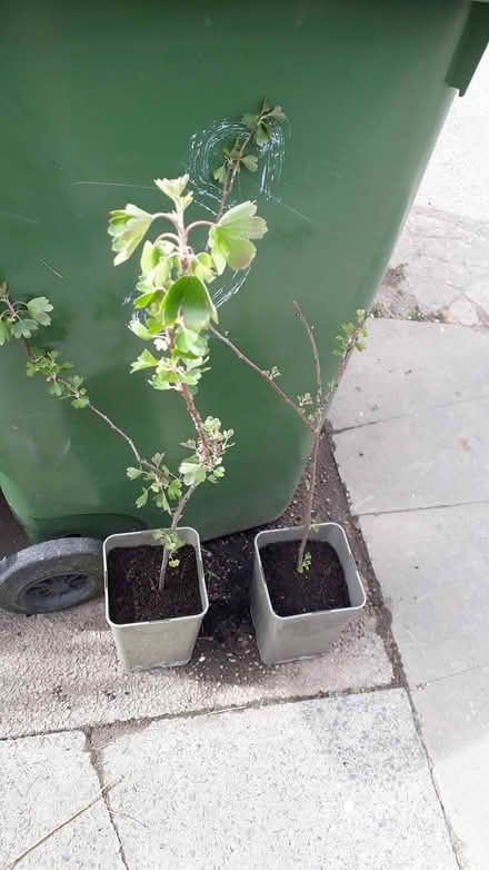 Photo of free Gooseberry cuttings (Brinnington SK5) #1