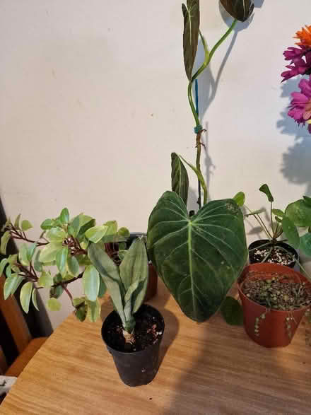Photo of free Rescue houseplants (Endmoor LA8) #1