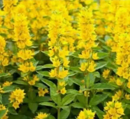 Photo of free Yellow loosestrife (Lysimachia) (Ulverley Green B92) #1